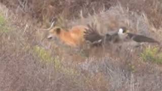 Download Lagu Águila intenta cazar a sorro y pasa esto MP3