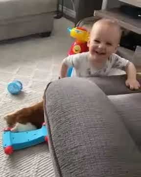 Story wa kucing gabut 😂