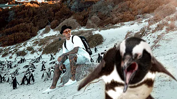 ATTACKED BY AFRICAN PENGUINS l VLOG 43