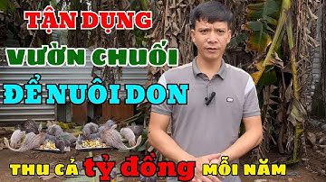 TẬN DỤNG VƯỜN CHUỐI ĐỂ NUÔI DON THẢ VƯỜN, ANH NÔNG DÂN THU VỀ CẢ TỶ ĐỒNG MỖI NĂM BÍ QUYẾT NẰM Ở ĐÂY