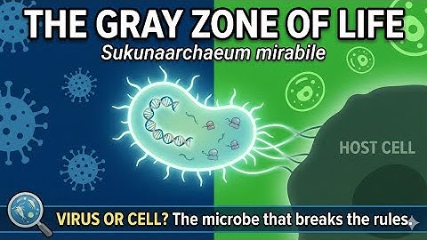 Sukunaarchaeum mirabile: The Organism That Breaks Biology