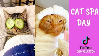 Cat SPA Day Video to make your day Tiktok Compilation l Ohhooman by Oh Hooman 2,841 views 2 years ago 3 minutes, 13 seconds