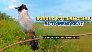 Suara Burung KUTILANG GACOR Paling Ampuh Untuk Suara Panggilan Kutilang Liar Auto Mendekat