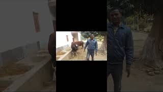 HF COW Tej nath dairy farm kalsar