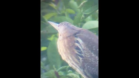 Cò rán - Cò lửa 3