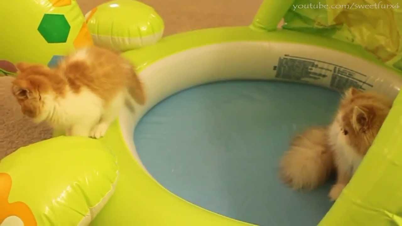 Fluffy Kucing Bermain Dalam Sebuah Balon Kolam Renang YouTube