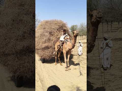 هذا المزارع يعمل بجد على جمله المسكين