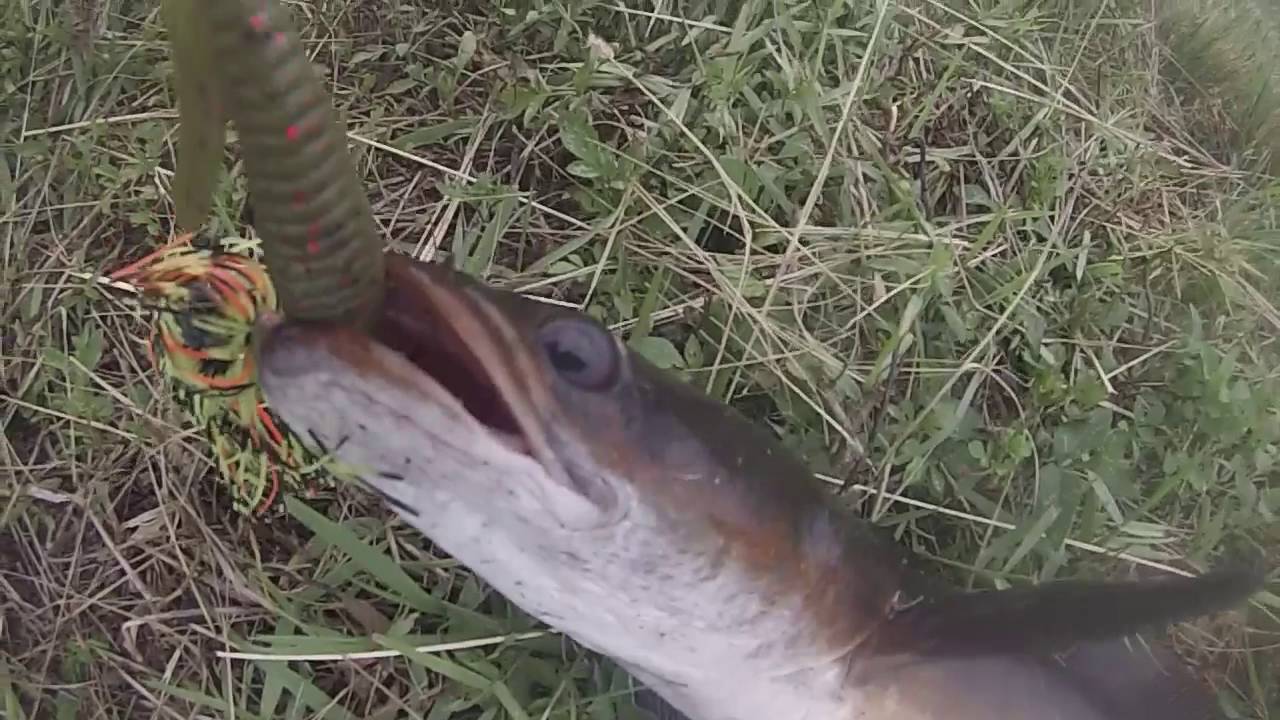 Snakehead and Largemouth