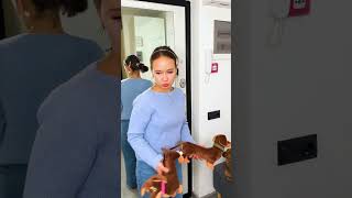 Thumbnail for КТО ЗАКАЗАЛ ИГРУШЕЧНОГО ЧАПИТОСИКА?🐶🐶🐶