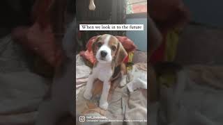 Celebrity Me 3 years apart! I've grown but I'm still a pupper! Profile