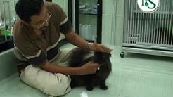 Pengenalan & Pemeliharaan Kucing - Durasi: 23.01. 
