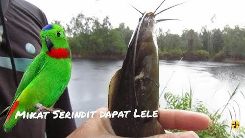 SUASANA MIKAT BURUNG SERINDIT DAN MANCING IKAN LELE DI DANAU