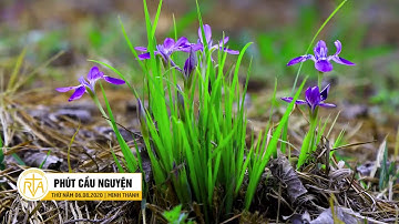 Phút Cầu Nguyện, Thứ Năm 06/08/2020: Sứ mệnh trở thành thừa sai