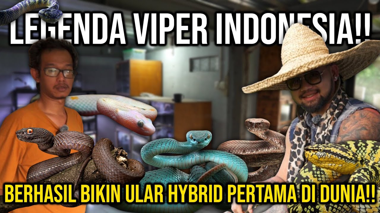 LEGENDA VIPER INDONESIA!! BERHASIL BIKIN ULAR HYBRID PERTAMA DI DUNIA!! Whitelipped_addict107