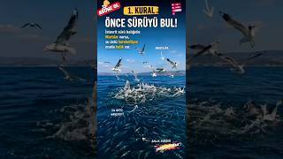 İstavrit avı nasıl yapılır ayrıntılı av teknikleri #balık #fishing #fish