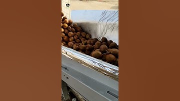 Fruit weight sorter, grading conveyor system