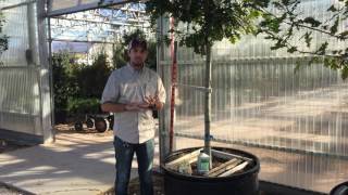 Professional Tree Planting Services from Smith's Gardentown