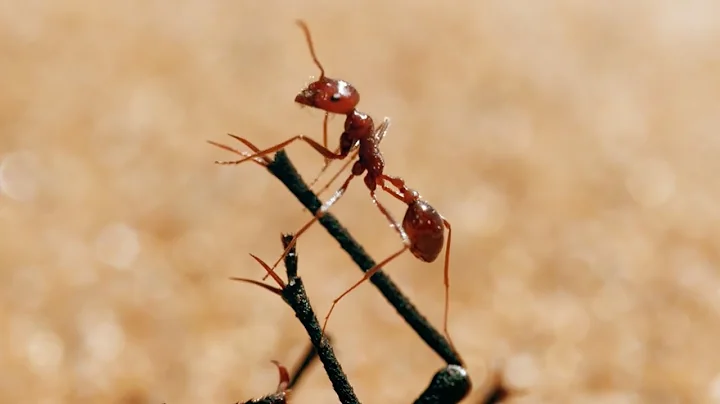 The Tiny World Of Insects | BBC Earth - DayDayNews