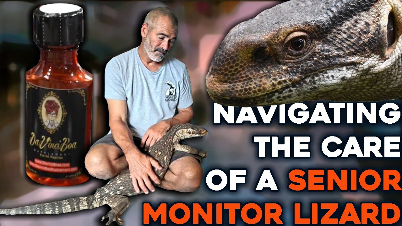 The Hard Truth About Elderly Reptile Care: Caring for a Senior Monitor ...