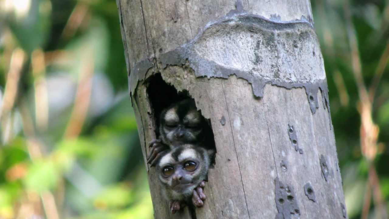 هذه الحيوانات تنافسك في الكسل الأسود