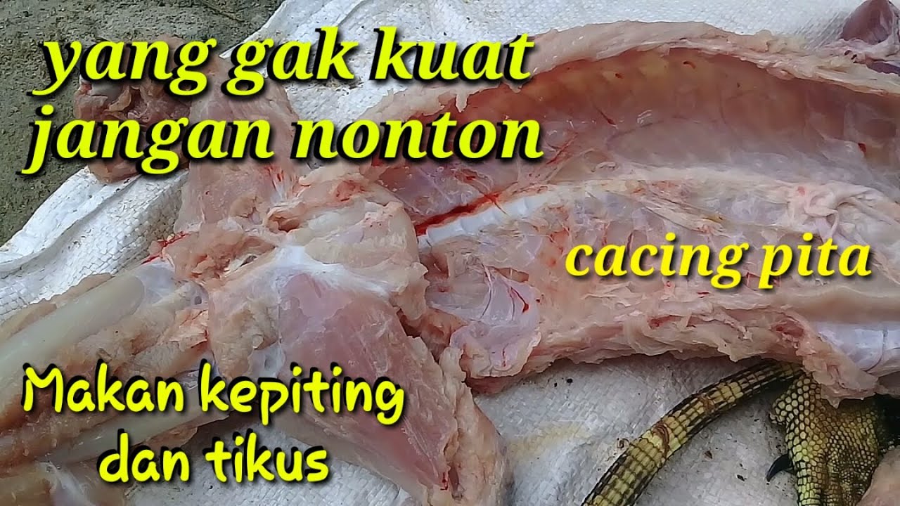  Cacing  pita  di dalam daging biawak YouTube