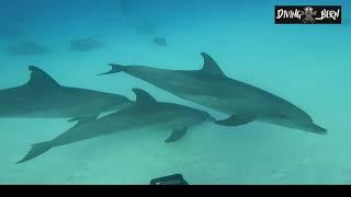 delfines con blacktip