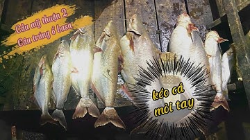 cầu mỹ thuận 2 : câu cá Basa mùa nước đổ , cá ăn một lúc 3 cần || Trí Nguyễn 64Vlog #28