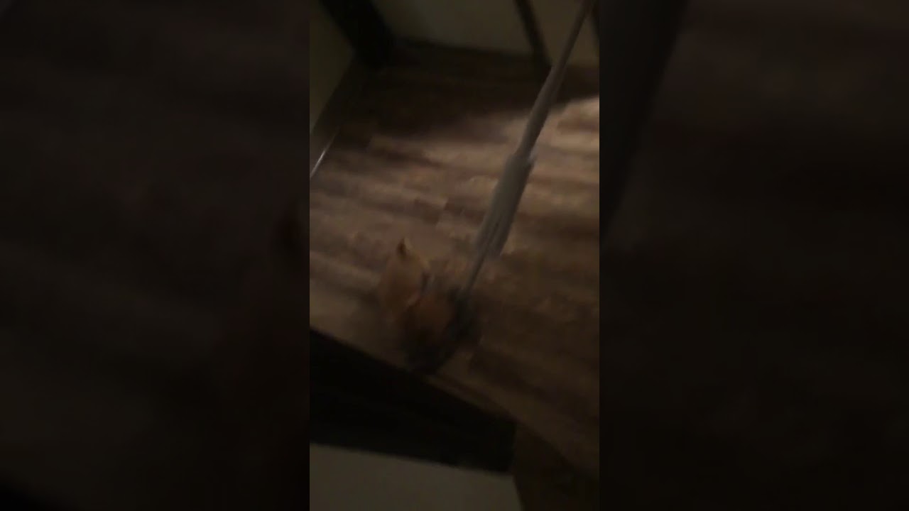 Funny things that dogs do 😂😂😂 YouTube