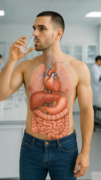 what happens when you drink water | #humanbody #anatomy #3danimation