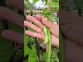 Edisi Panen Sayur segar dikebun atas Loteng 🏡