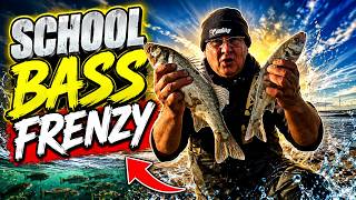 School bass fishing from a surf beach.