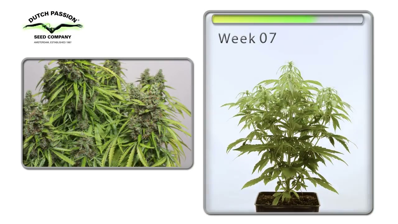 AutoMazar® Dutch Passion   Cannabis growing