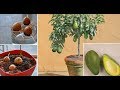 Авокадо из косточки уход и особенности выращивания