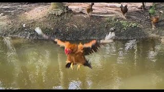 Call My Chicken - Flying Chickens In Slow Motion [120 FPS]