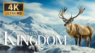 Magnificent Animals Kingdom 4K 🦌 Discovery Scenic Relaxation Splendid Wild with Relaxing Piano Music