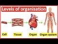 Cells tissues organs organ systems  level of organisation in organisms  easy science