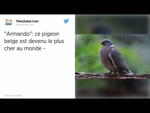 Vidéo: Le Pigeon Voyageur Vendu Aux Enchères Pour 1,4 Million De Dollars En Belgique
