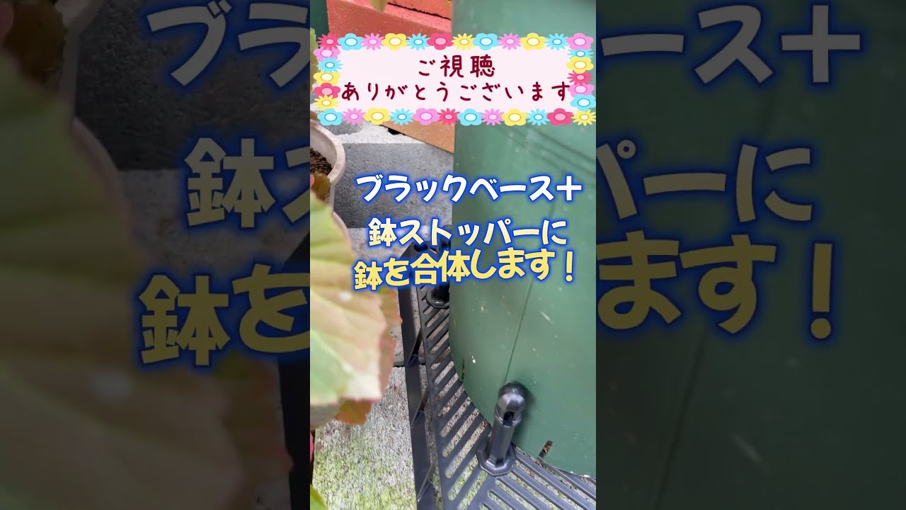 【#園芸 835カメ】 これでバラ勝利確定?!風防御にブラックベースを使用!・・・一方その頃、庭では新たな大被害が勃発!😭 🐢「お前のやり口は完全に片手落ち、おぉん!」 【庭の大開拓時代】