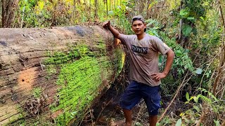 SUDAH BERLUMUT || KAYU ULIN/belian TERBENGKALAI LEBIH DARI 30 TAHUN..!!