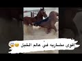 الحصان أصيل هرب وتضارب مع نبراس  