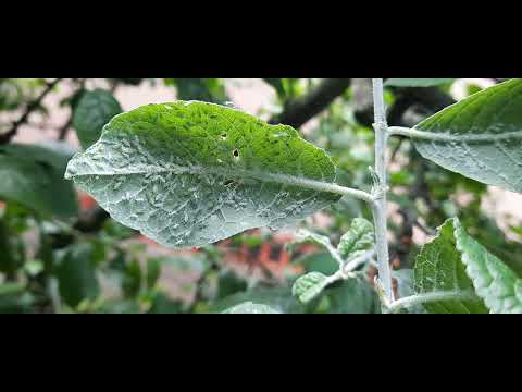 Video: Gebruik van gelbande of vet: leer hoe om vrugteboomvet aan te smeer vir insekbeheer