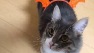 ハロウィンの仮装をする猫2016 ノルウェージャンフォレストキャットThe fancy dress at Halloween. Norwegian Forest Cat.