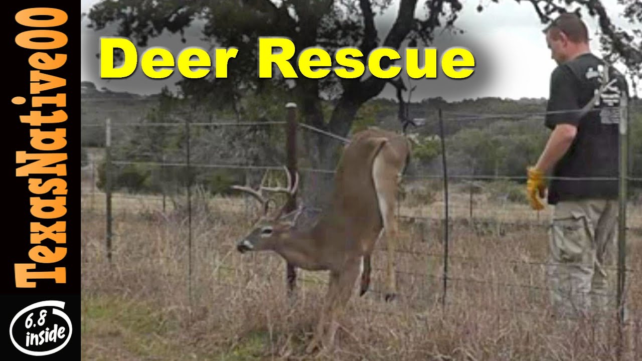 Deer Caught in Barbed Wire Fence YouTube