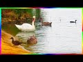 Лебеди лысухи утки утром на пруду Птицы летом🦢🦆🐦