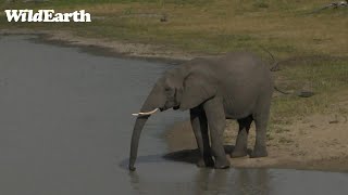 WildEarth - Sunset Safari - 25 Jan 2023