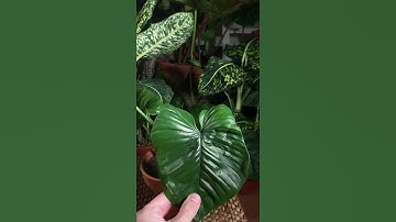 Philodendron Rubrocinctum Platinum