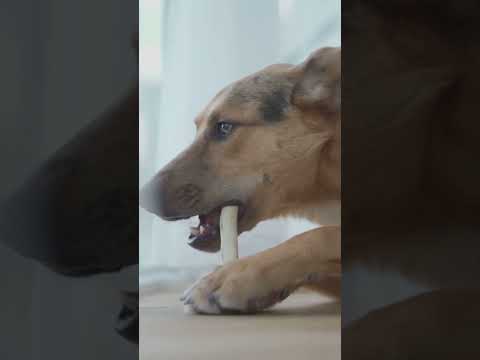🐾 Dein Hund