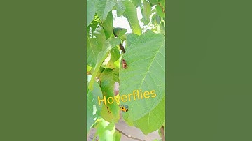 Hoverflies (flower flies or syrphid flies)