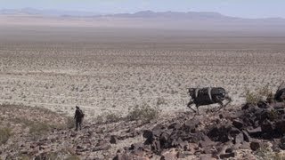 Legged Robot Testing In Desert