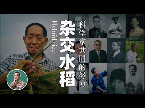 中国人为何能造出杂交水稻？除了袁隆平，也应该铭记这些人